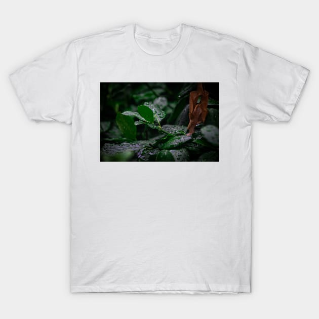 Rain drops on Cool leaves T-Shirt by srosu